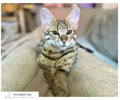 F2 Savannah male kitten / Cat