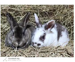 Mini rex bunnies - $60 (Lebanon)