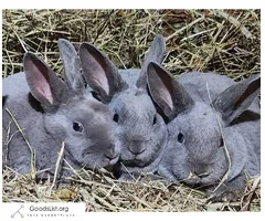 Mini rex bunnies - $60 (Lebanon)