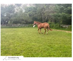 Thick young mare - $3,500