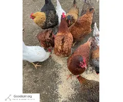 Laying hens - $20