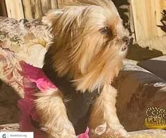 Yorkie female ckc papers